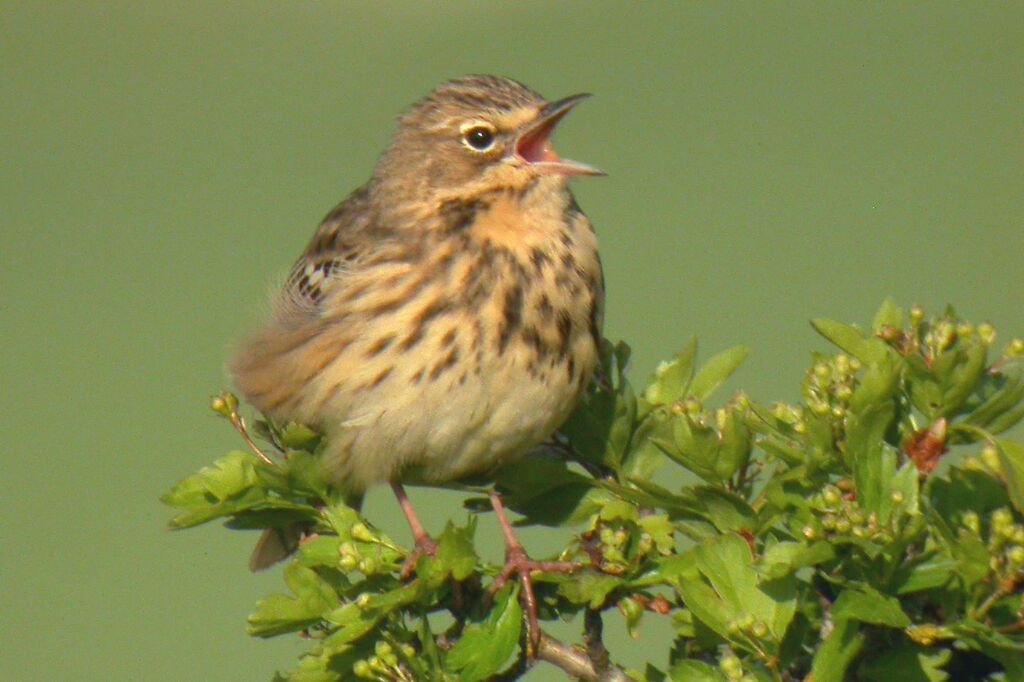 Tree Pipit