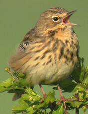 Pipit des arbres