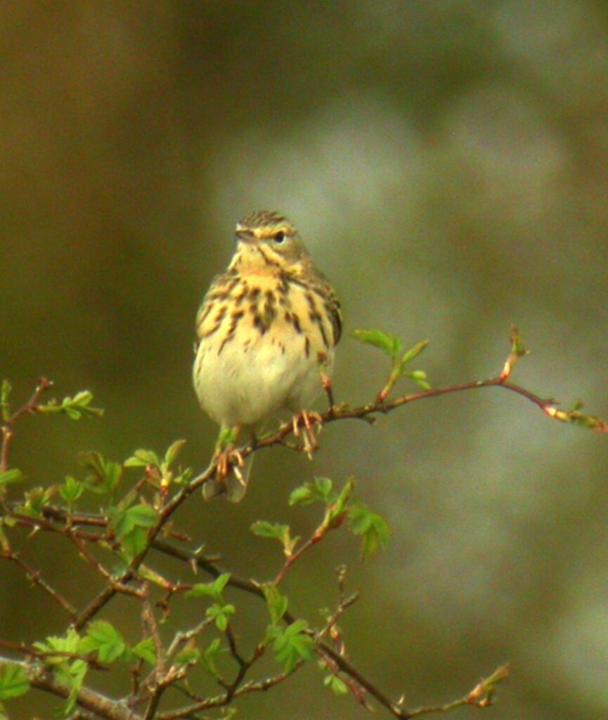 Tree Pipit