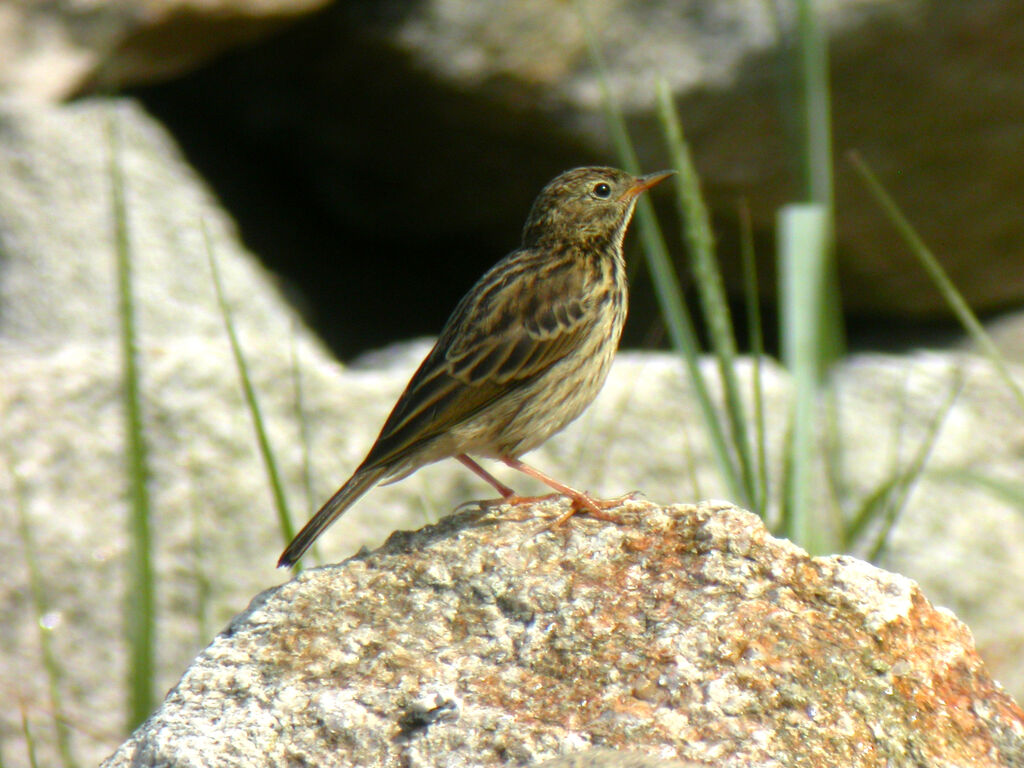 Pipit farlouse