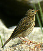 Meadow Pipit