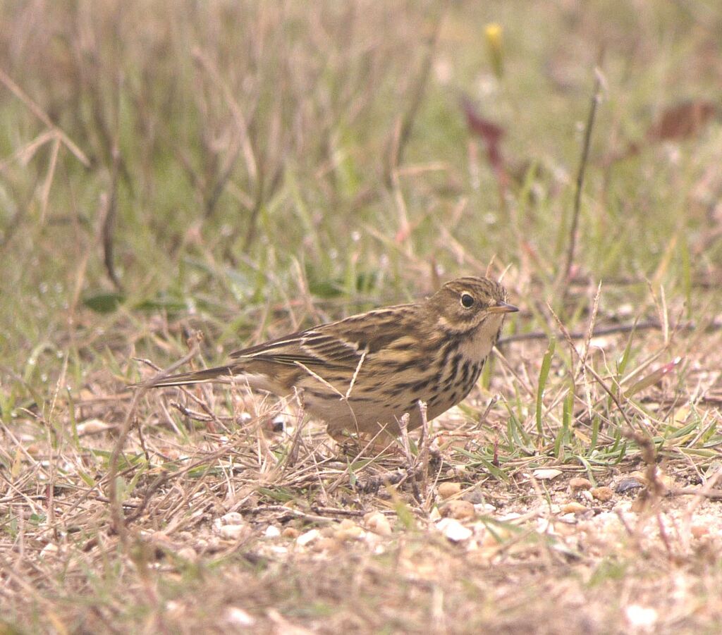 Meadow Pipitadult post breeding, identification