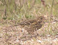 Pipit farlouse