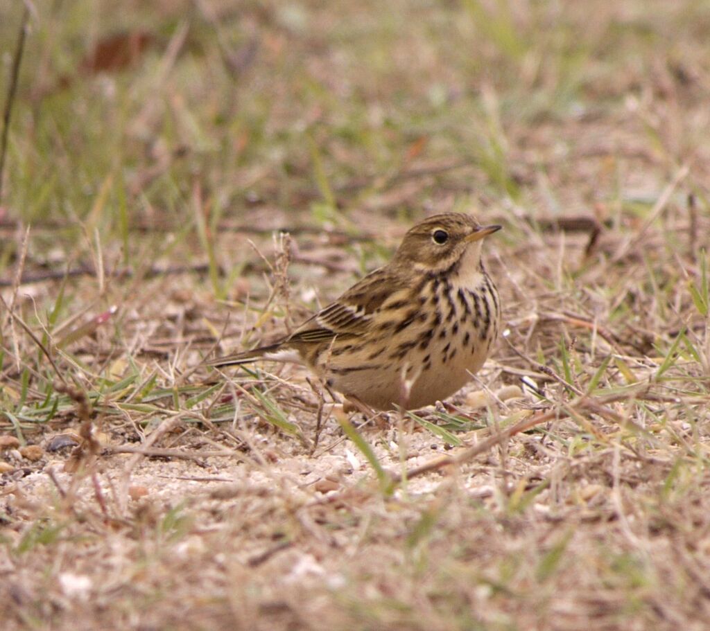 Pipit farlouseadulte internuptial, identification