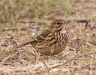 Pipit farlouse