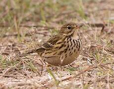 Pipit farlouse