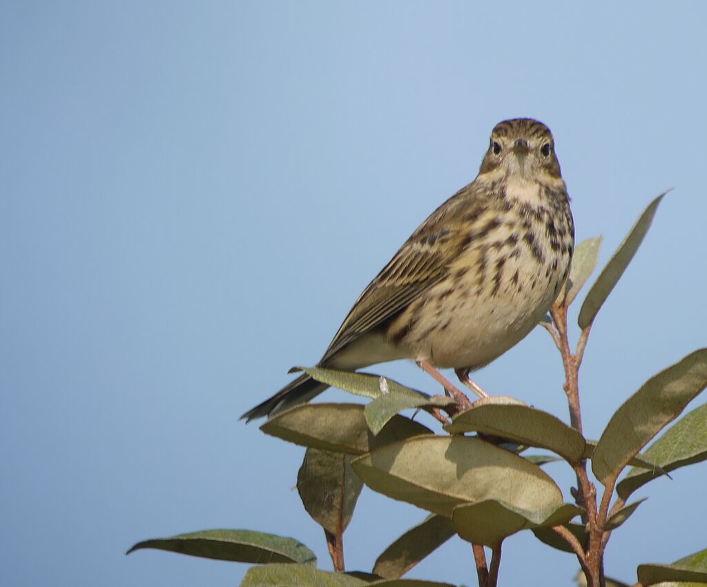 Meadow Pipitadult post breeding, identification