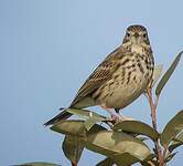 Pipit farlouse