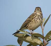 Meadow Pipit