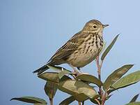 Pipit farlouse