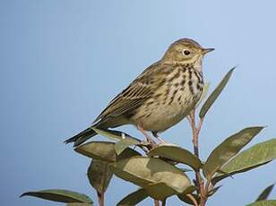 Pipit farlouse