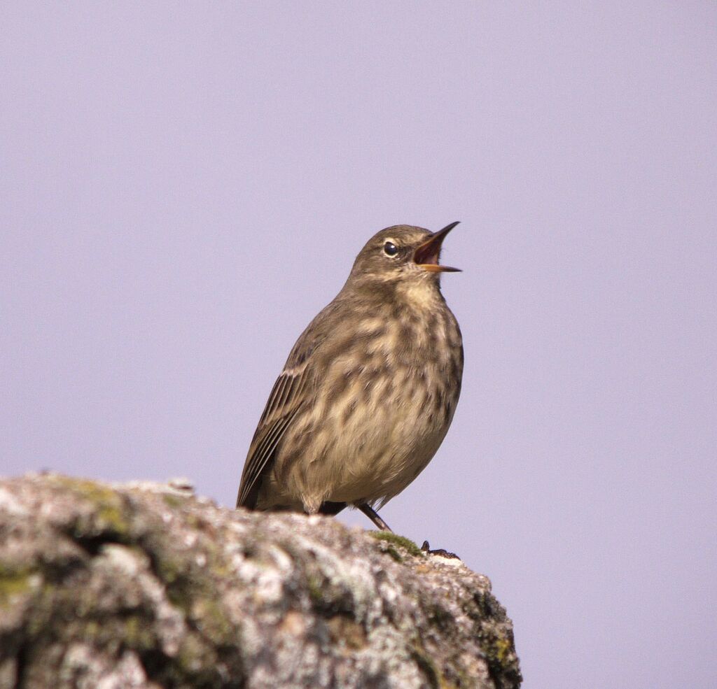 Eurasian Rock Pipit male adult post breeding, identification