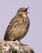 European Rock Pipit