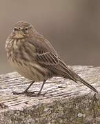 European Rock Pipit