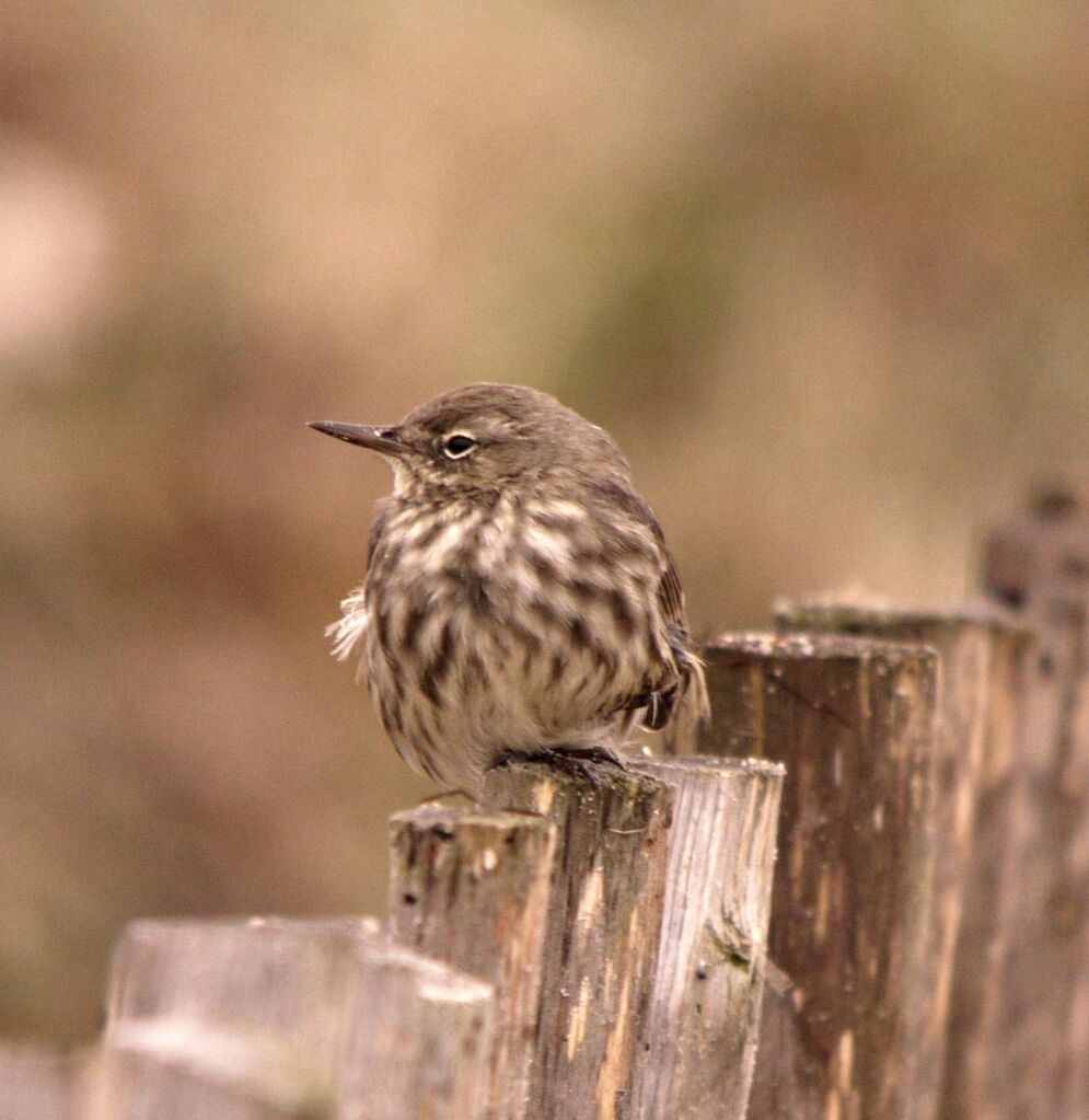 Eurasian Rock Pipit