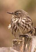 European Rock Pipit