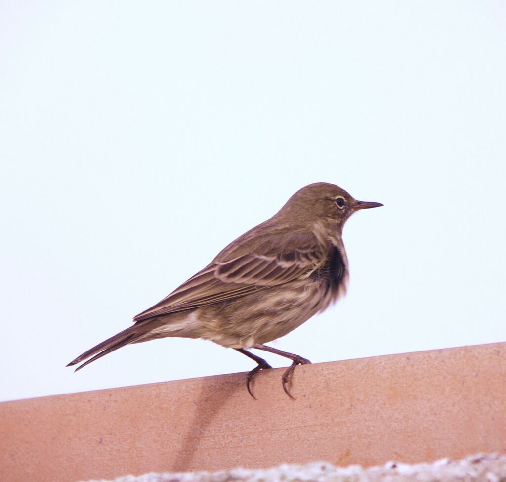 European Rock Pipit male adult post breeding, identification