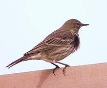 European Rock Pipit