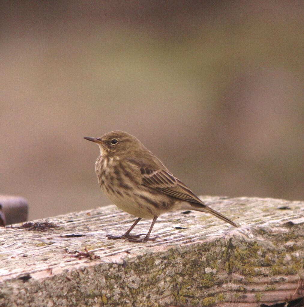 Pipit maritime mâle adulte internuptial, identification