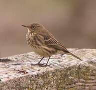 European Rock Pipit