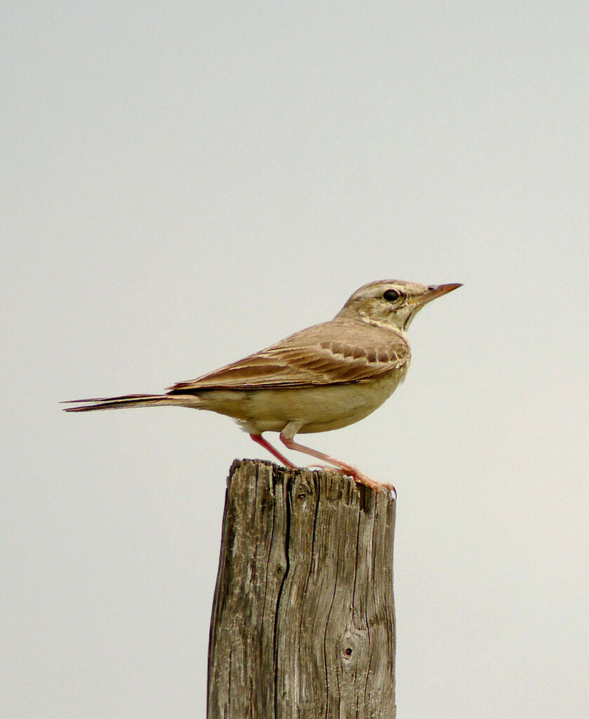 Tawny Pipit male adult breeding, identification