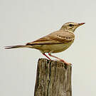 Pipit rousseline