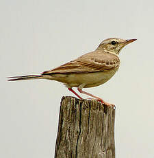 Pipit rousseline