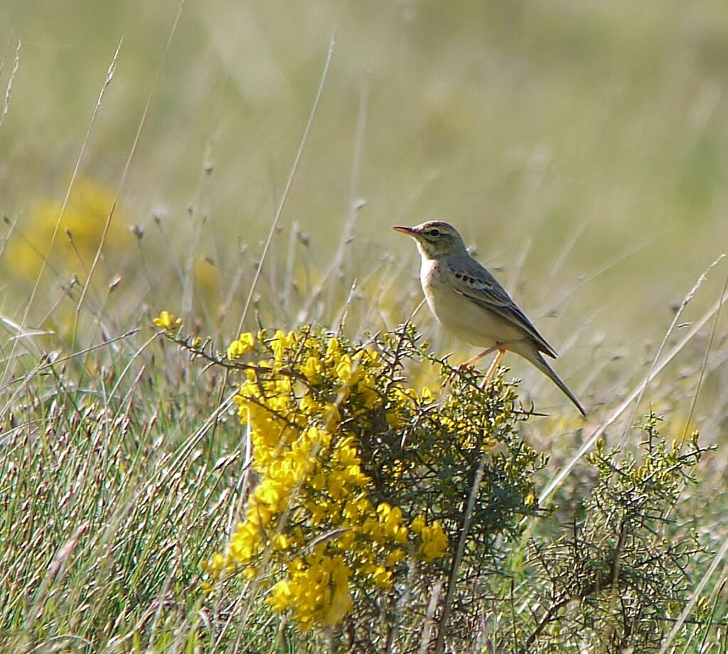 Tawny Pipit male adult breeding, identification