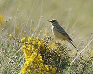 Pipit rousseline