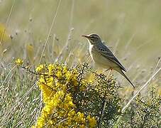 Tawny Pipit