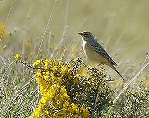 Pipit rousseline