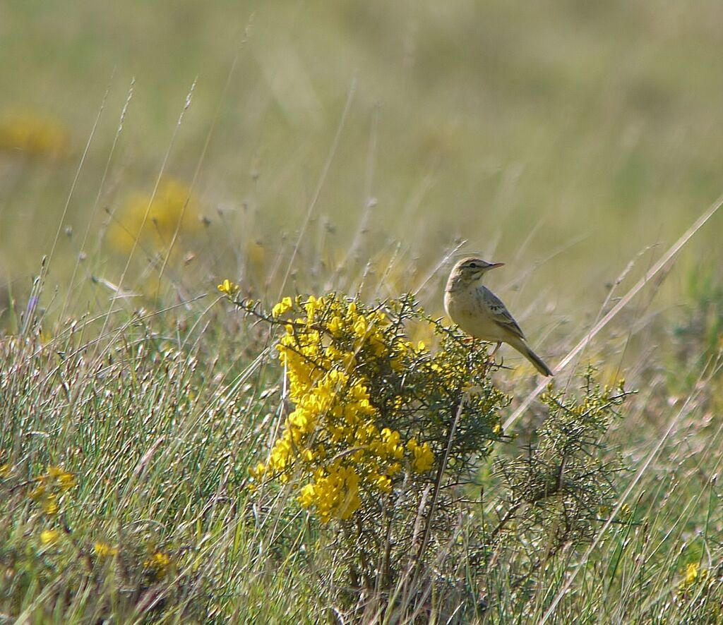 Tawny Pipit male adult breeding, identification