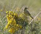 Pipit rousseline