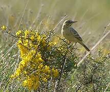 Tawny Pipit