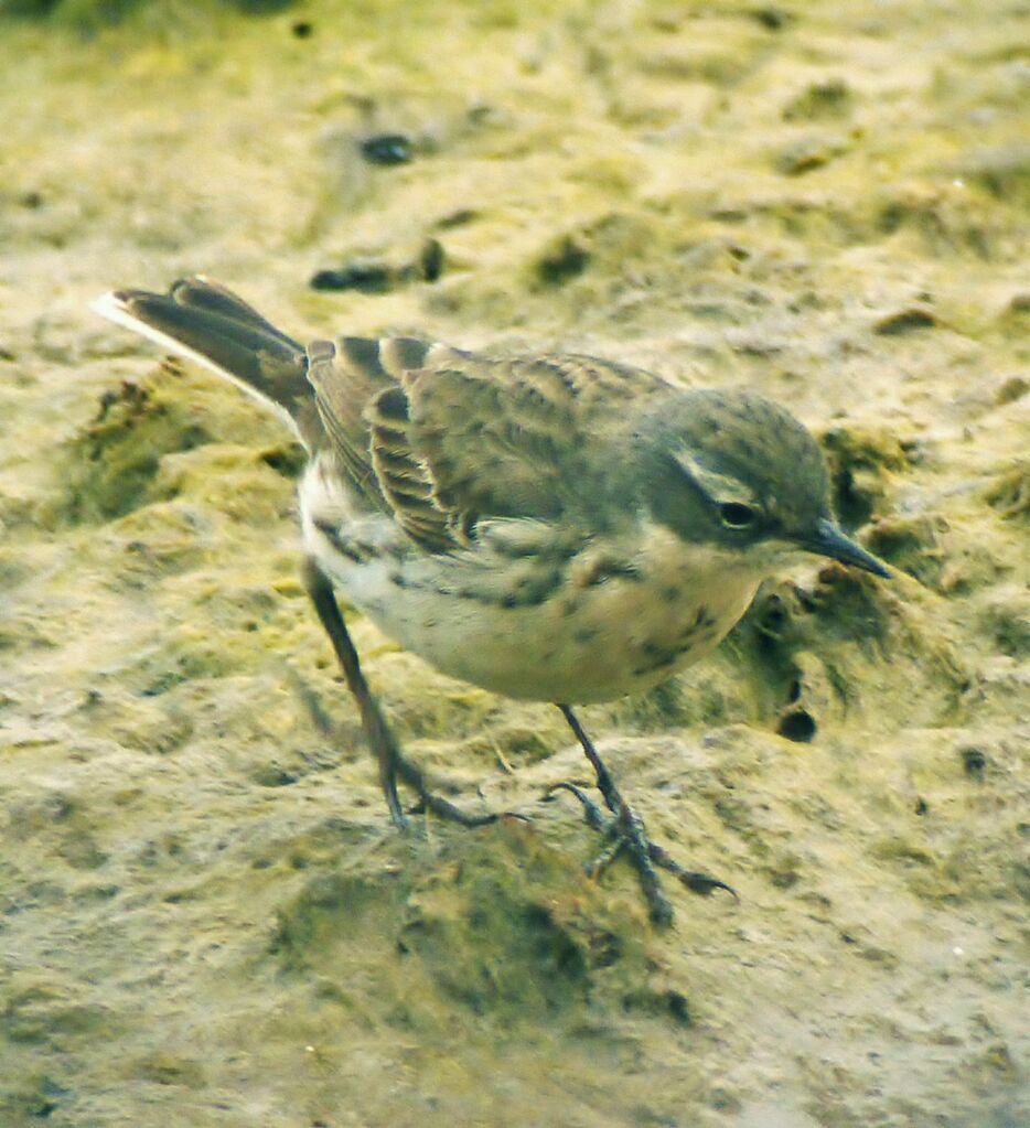 Water Pipitadult post breeding, identification