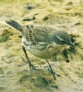 Water Pipit