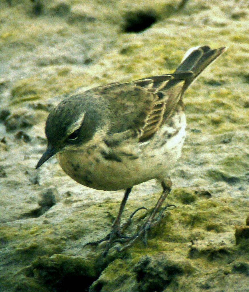 Water Pipitadult, identification