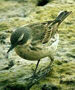 Water Pipit