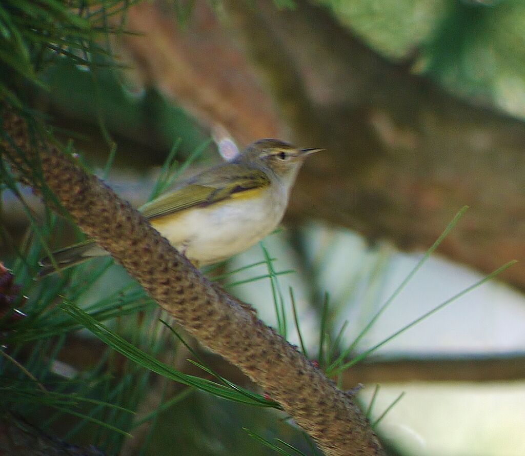 Pouillot de Bonelli mâle adulte nuptial, identification