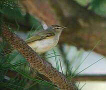 Western Bonelli's Warbler