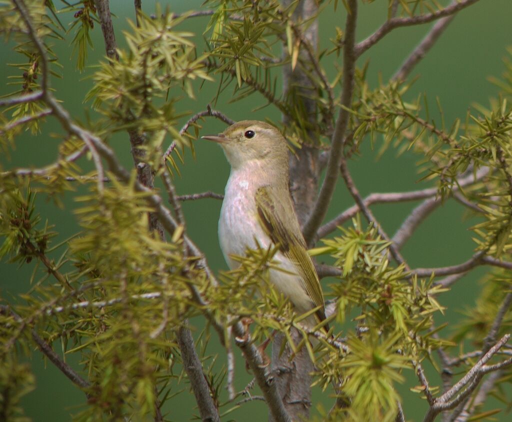 Western Bonelli's Warbler male adult breeding, identification