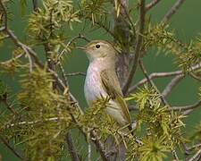 Western Bonelli's Warbler