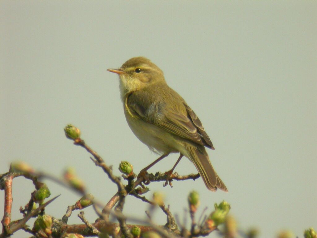 Willow Warbler