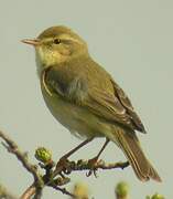 Willow Warbler