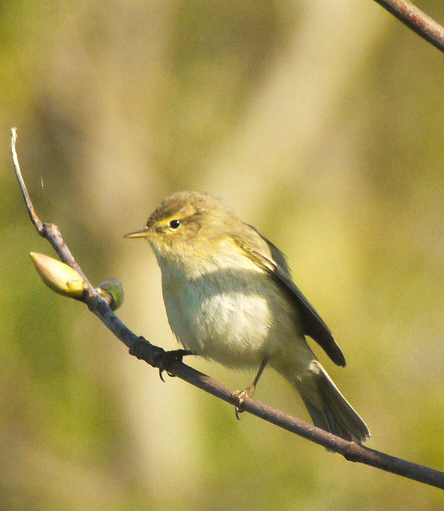 Willow Warbler male adult breeding, identification