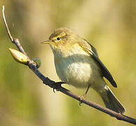 Willow Warbler