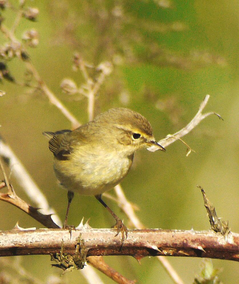 Willow Warbleradult breeding, identification, Behaviour