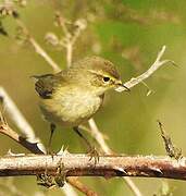 Willow Warbler