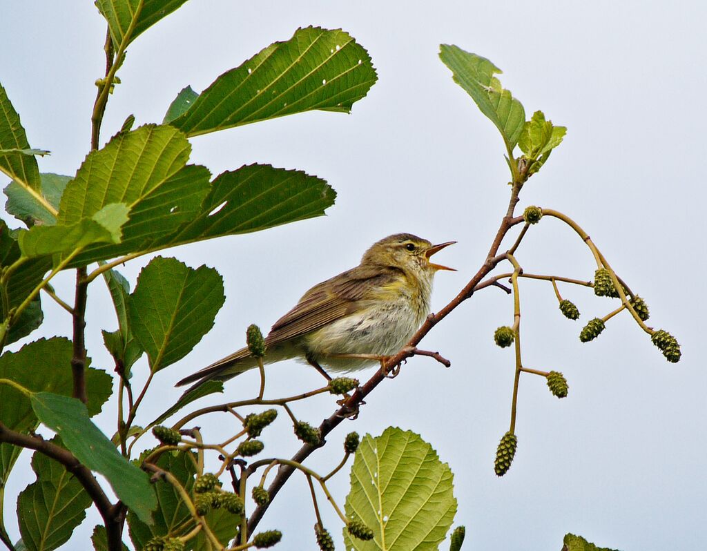 Pouillot fitis mâle adulte nuptial, identification