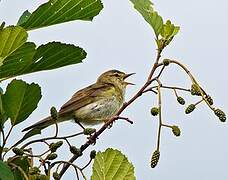 Willow Warbler